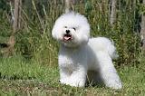 BICHON FRISE 409